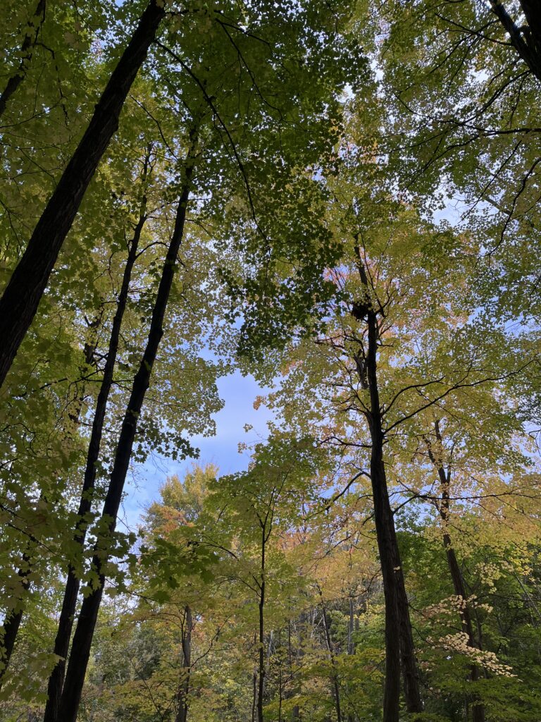 A photo of Fall foliage in Hespeler